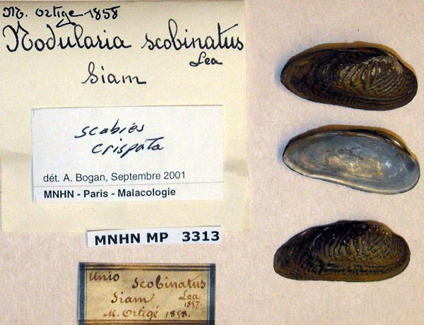 specimen