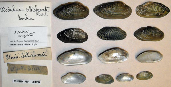 specimen