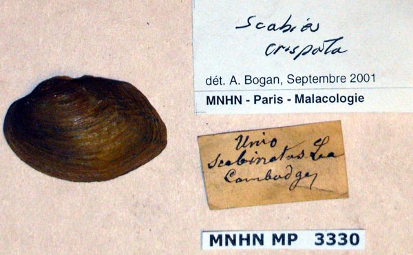 specimen