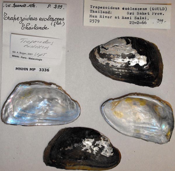specimen