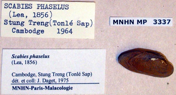 specimen