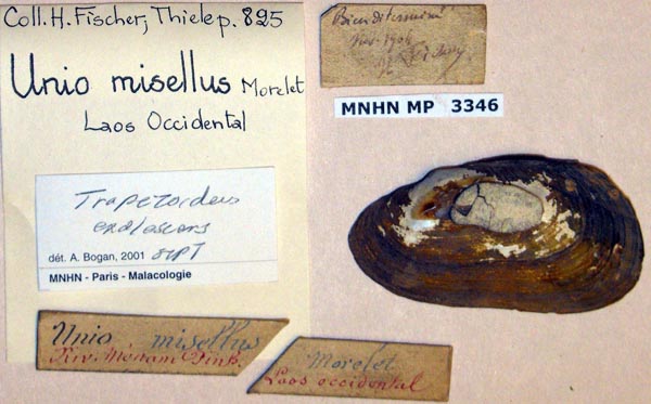 specimen