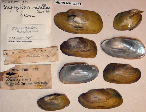 specimen