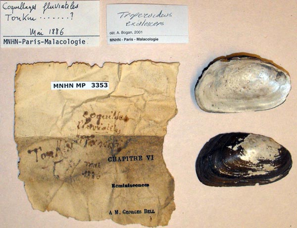 specimen
