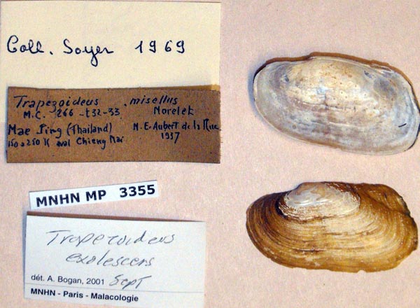 specimen