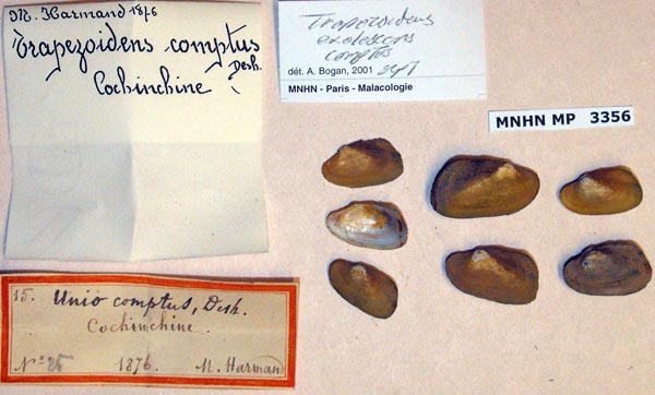 specimen