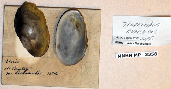 specimen