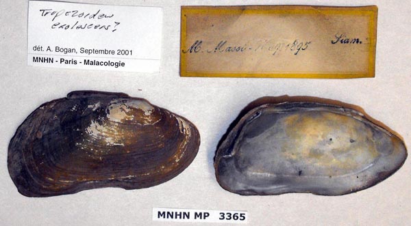 specimen