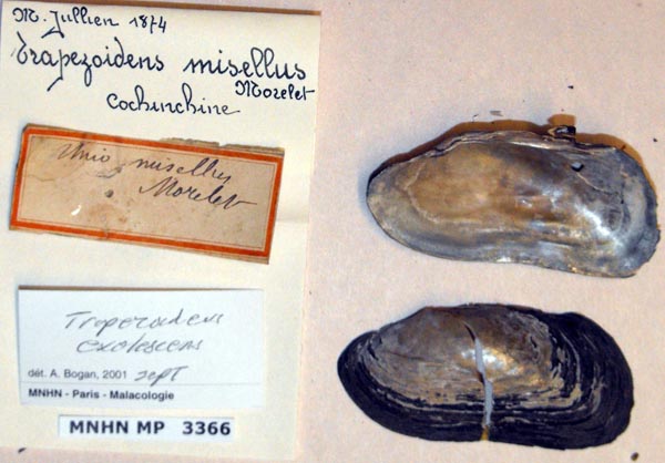 specimen