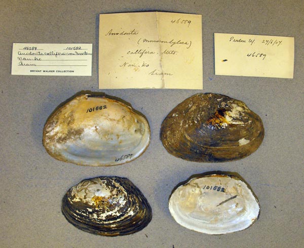 specimen