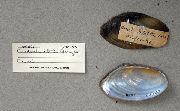 specimen