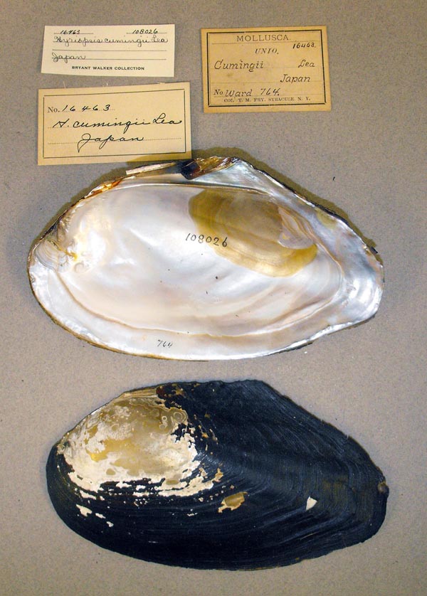 specimen