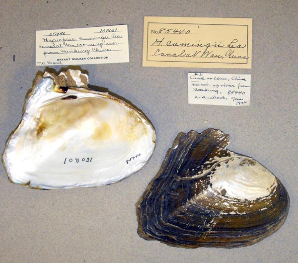 specimen