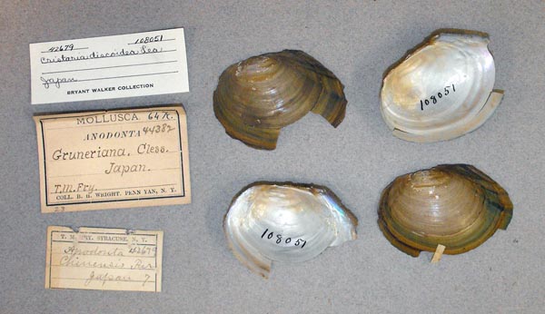 specimen