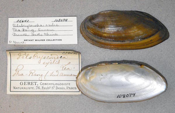 specimen