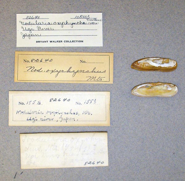 specimen