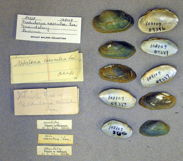 specimen