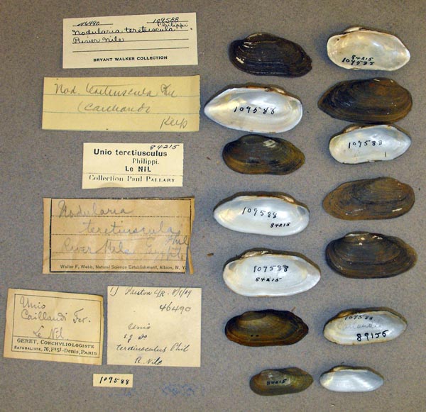 specimen