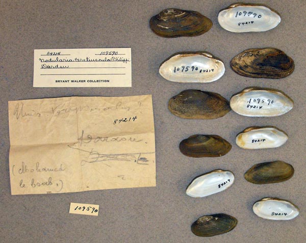 specimen
