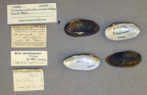 specimen