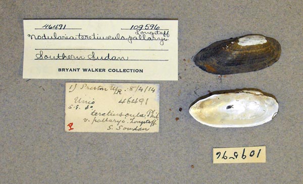 specimen