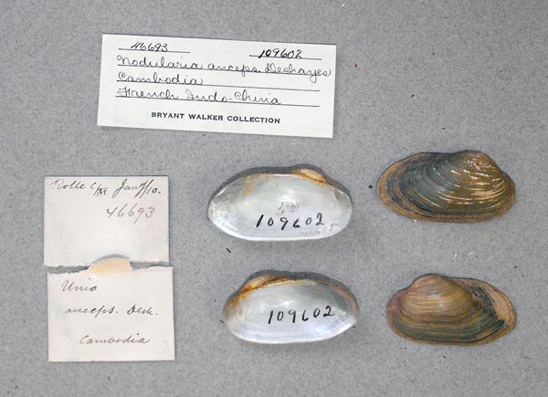 specimen