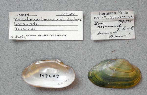 specimen