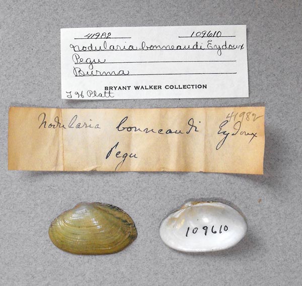 specimen