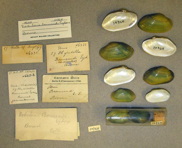 specimen