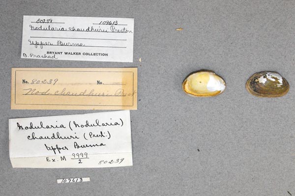 specimen