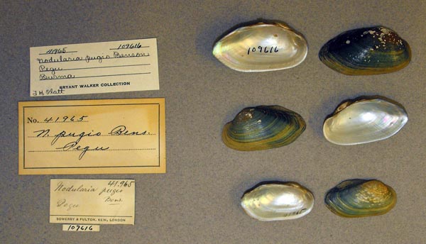 specimen