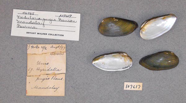 specimen