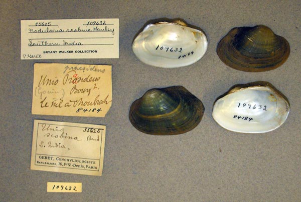 specimen
