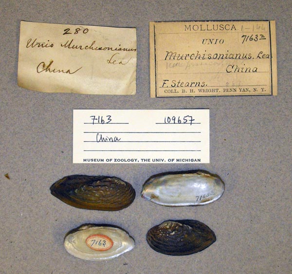 specimen
