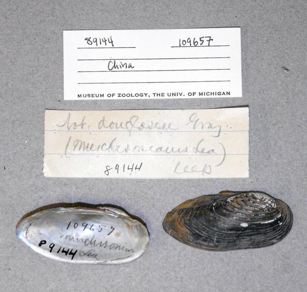specimen
