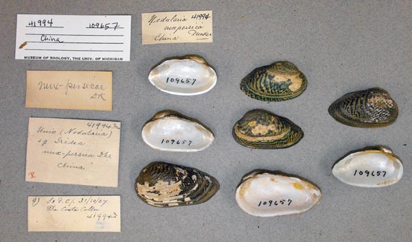 specimen