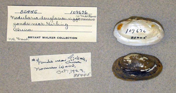specimen
