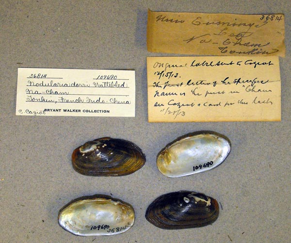 specimen