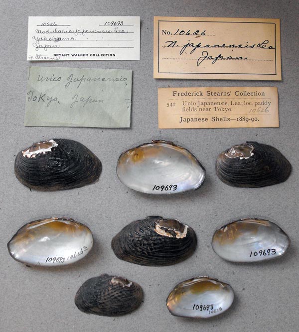 specimen