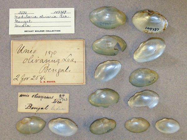 specimen