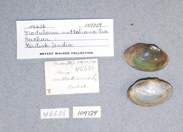 specimen