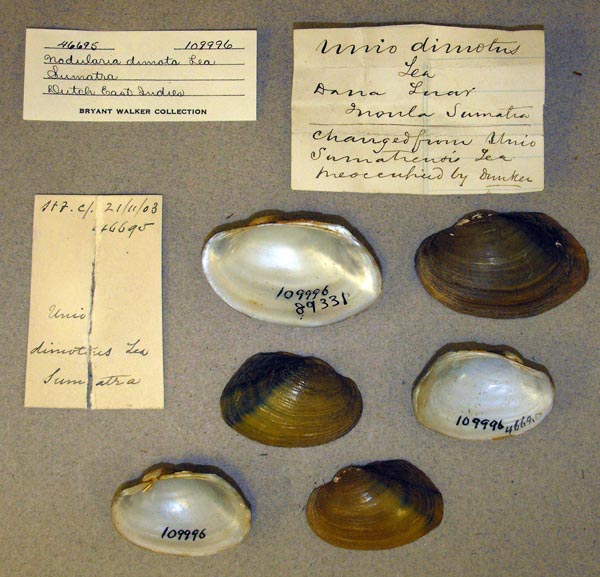 specimen