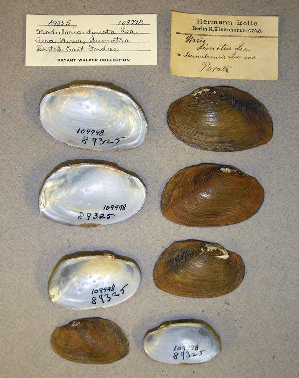 specimen