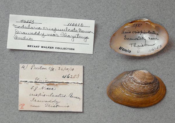 specimen