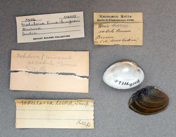 specimen