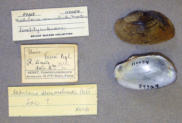 specimen