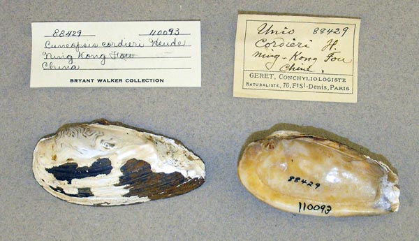 specimen