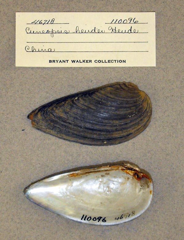 specimen