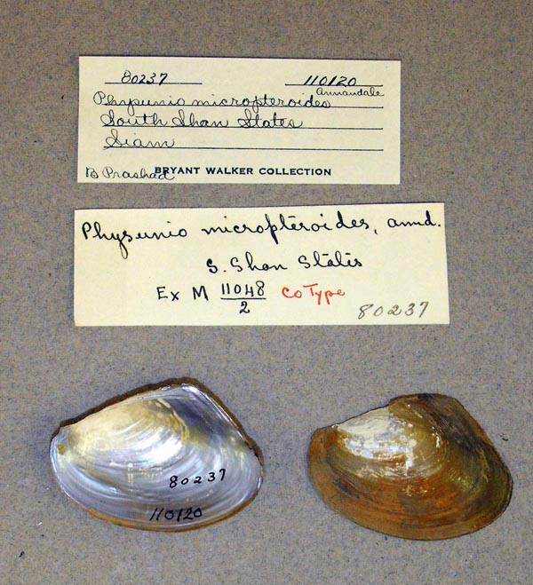 specimen