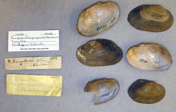 specimen